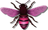 Bee Pink Image